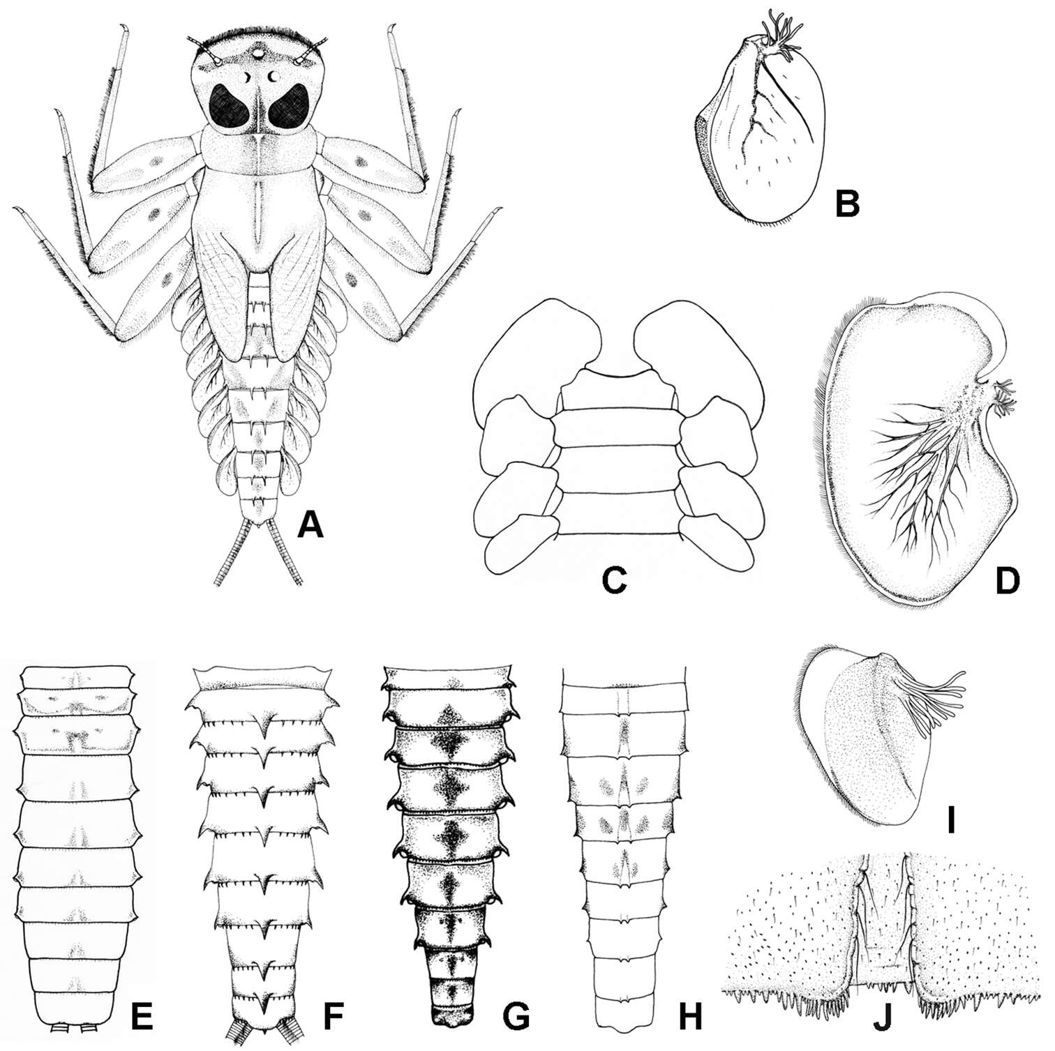 Image of Epeorus (Iron) thailandensis Braasch & Boonsoong