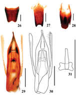 Image of Stenus biwenxuani Tang, Liang & Li-Zhen Li 2013