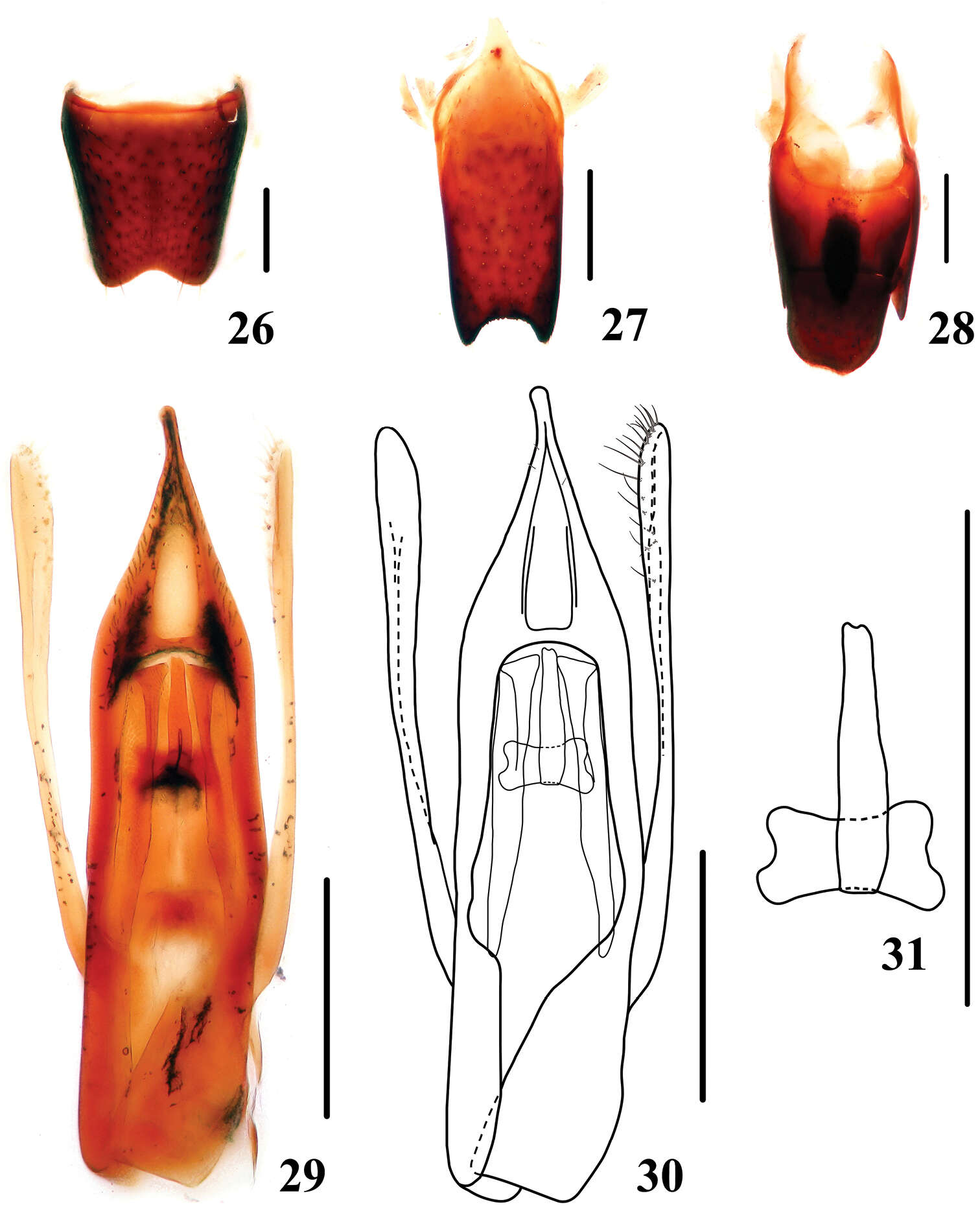 Image of Stenus biwenxuani Tang, Liang & Li-Zhen Li 2013