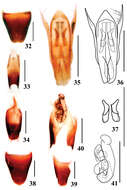 Image of Stenus liupanshanus Tang, Liang & Li-Zhen Li 2013