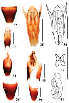 Image of Stenus liupanshanus Tang, Liang & Li-Zhen Li 2013