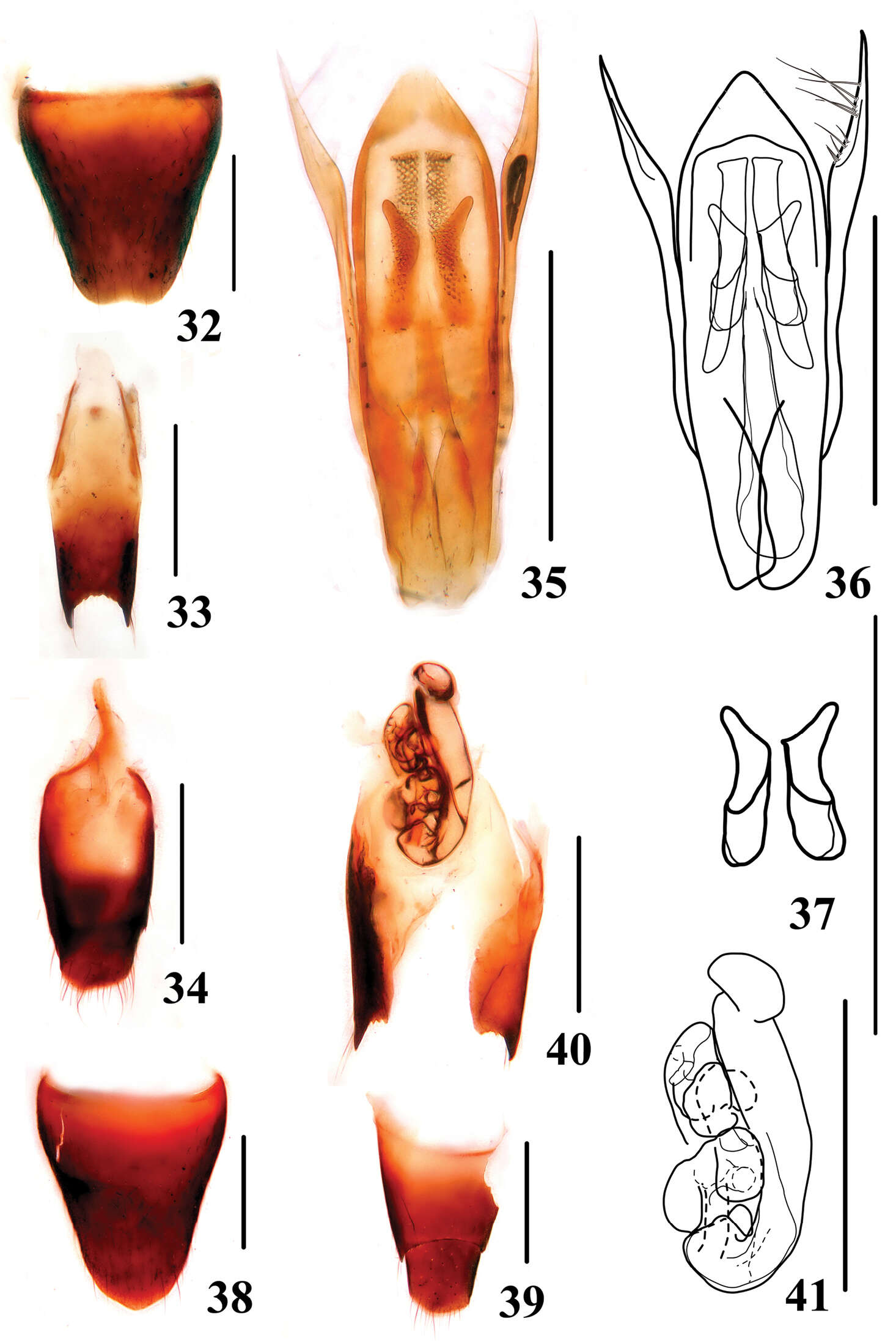 Image of Stenus liupanshanus Tang, Liang & Li-Zhen Li 2013