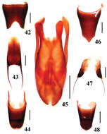 Image of Dianous yinziweii Tang, Liang & Li-Zhen Li 2013