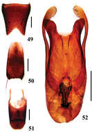 Image of Dianous ningxiaensis Tang, Liang & Li-Zhen Li 2013