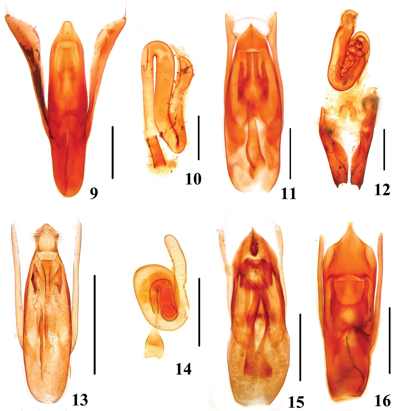 Image of Stenus (Hemistenus) trigonuroides Zheng & Fa-Ke 1993