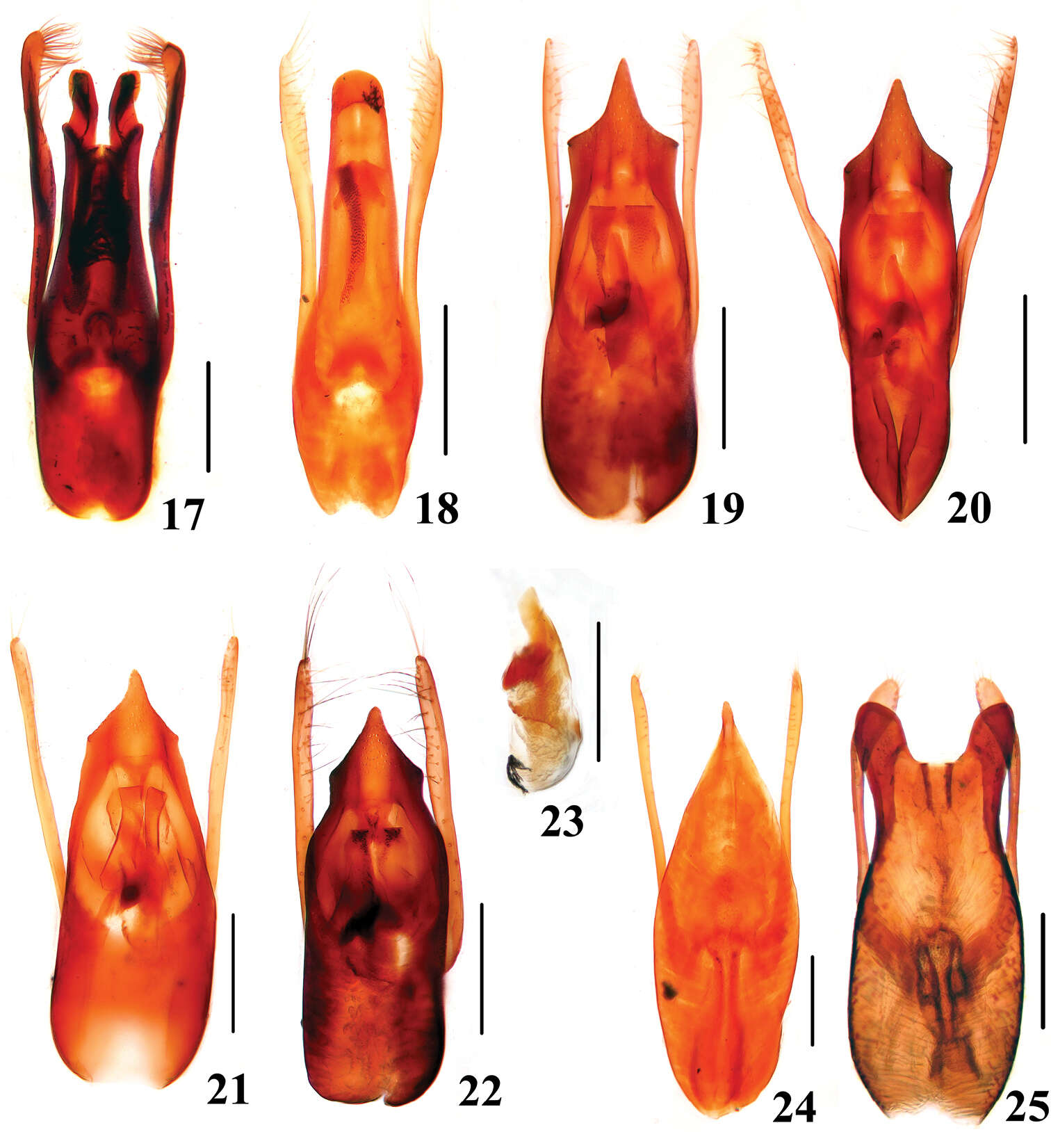 Image of Stenus (Stenus) secretus Bernhauer 1915