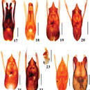 Image of Stenus scabratus Puthz 2008