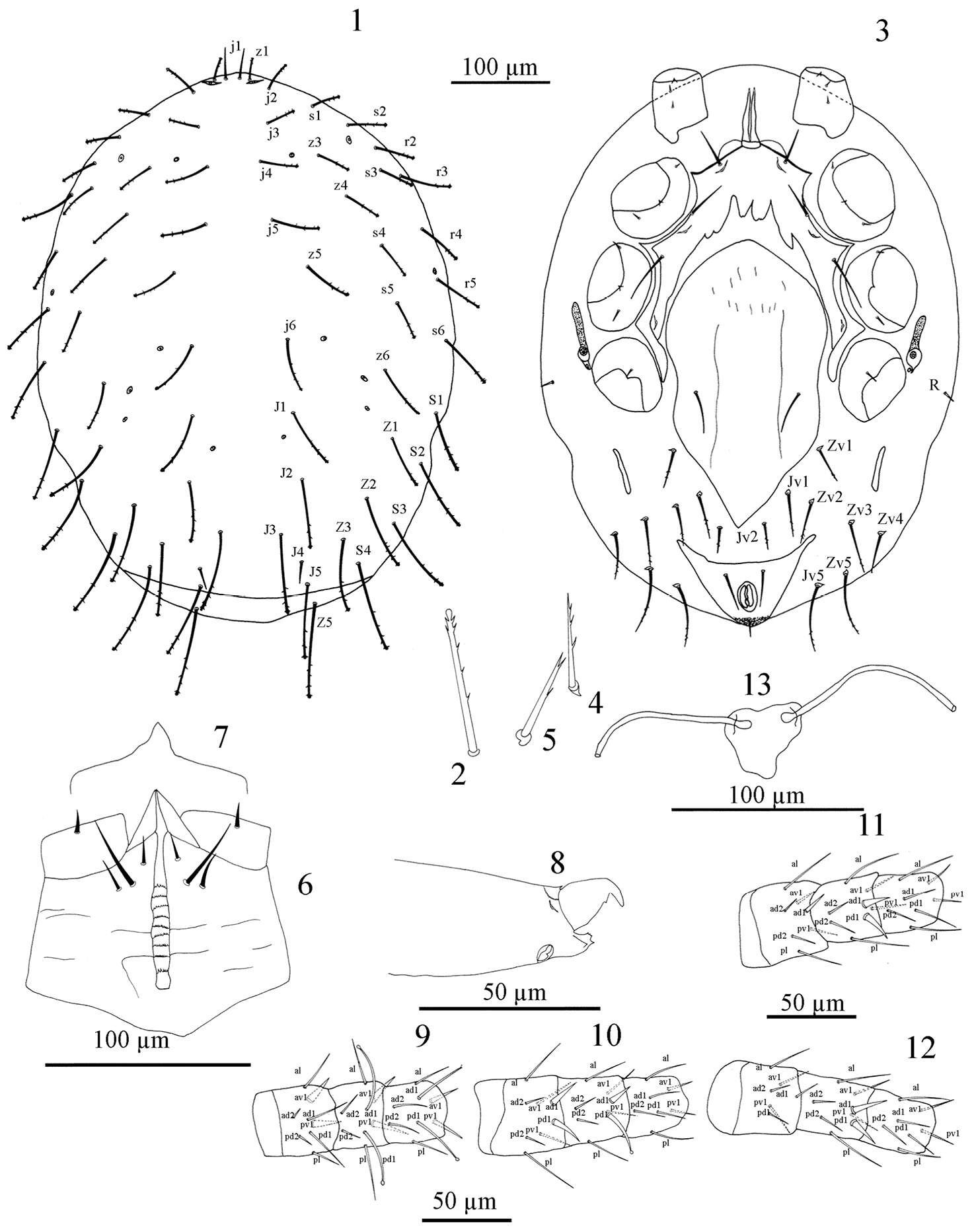 Слика од Laelapidae