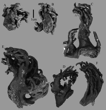 Image de Sinularia eilatensis van Ofwegen, Benayahu & McFadden 2013