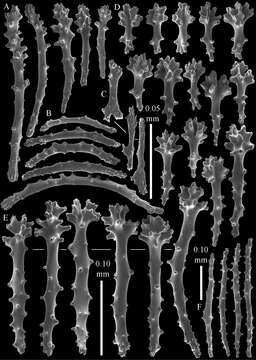 Image de Sinularia eilatensis van Ofwegen, Benayahu & McFadden 2013