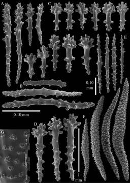 صورة Sinularia eilatensis van Ofwegen, Benayahu & McFadden 2013