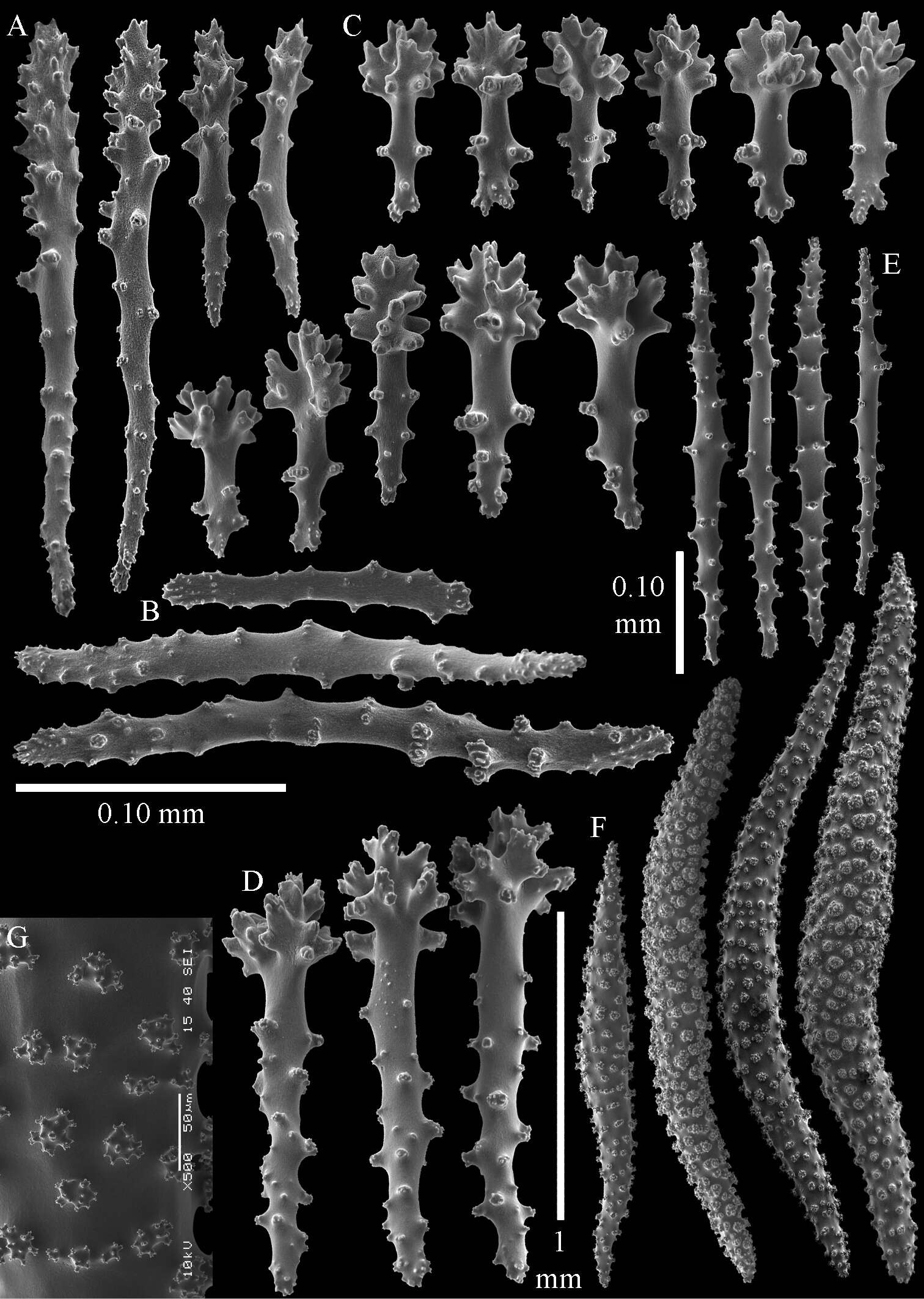 Image of Sinularia eilatensis van Ofwegen, Benayahu & McFadden 2013