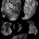 صورة Sinularia leptoclados (Ehrenberg 1834)