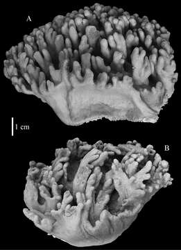 صورة Sinularia leptoclados (Ehrenberg 1834)