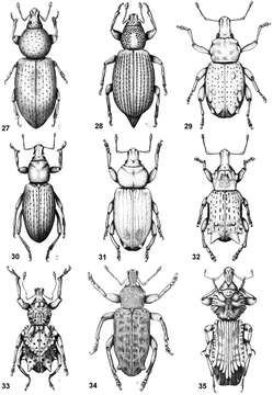 Image of Lanteriella