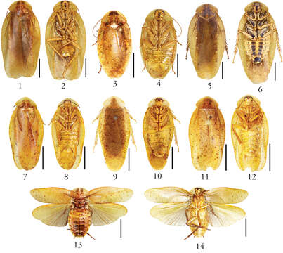 Pseudophoraspis kabakovi Anisyutkin 1999 resmi