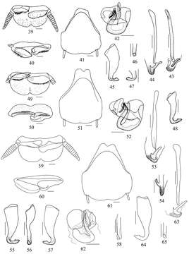 Image of Pseudophoraspis recurvata Wang, Z., K. Wu & Che 2013