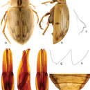 Image de Berosus (Enoplurus) undatus (Fabricius 1792)