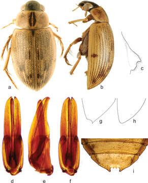 Berosus resmi