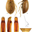 Image of Berosus (Berosus) exiguus (Say 1825)