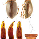 Image of Berosus (Berosus) infuscatus Le Conte & J. L. 1855