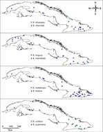 Berosus (Berosus) metalliceps Sharp 1882 resmi