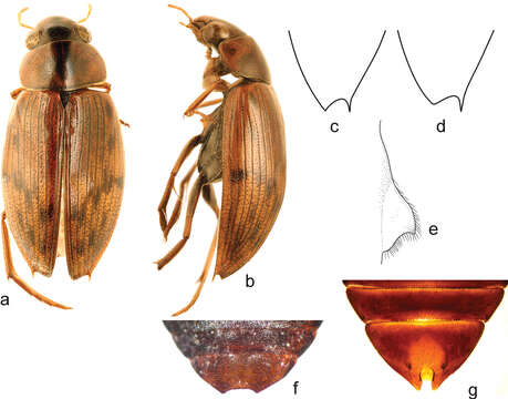 Image of Berosus (Enoplurus) quadridens Chevrolat 1863