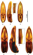 Berosus (Enoplurus) quadridens Chevrolat 1863 resmi