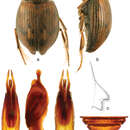 Image of Berosus (Berosus) trilobus Chevrolat 1863