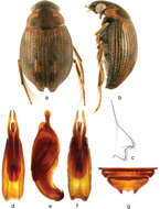 Image of Berosus (Berosus) trilobus Chevrolat 1863