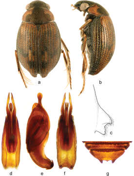 Berosus (Berosus) trilobus Chevrolat 1863 resmi