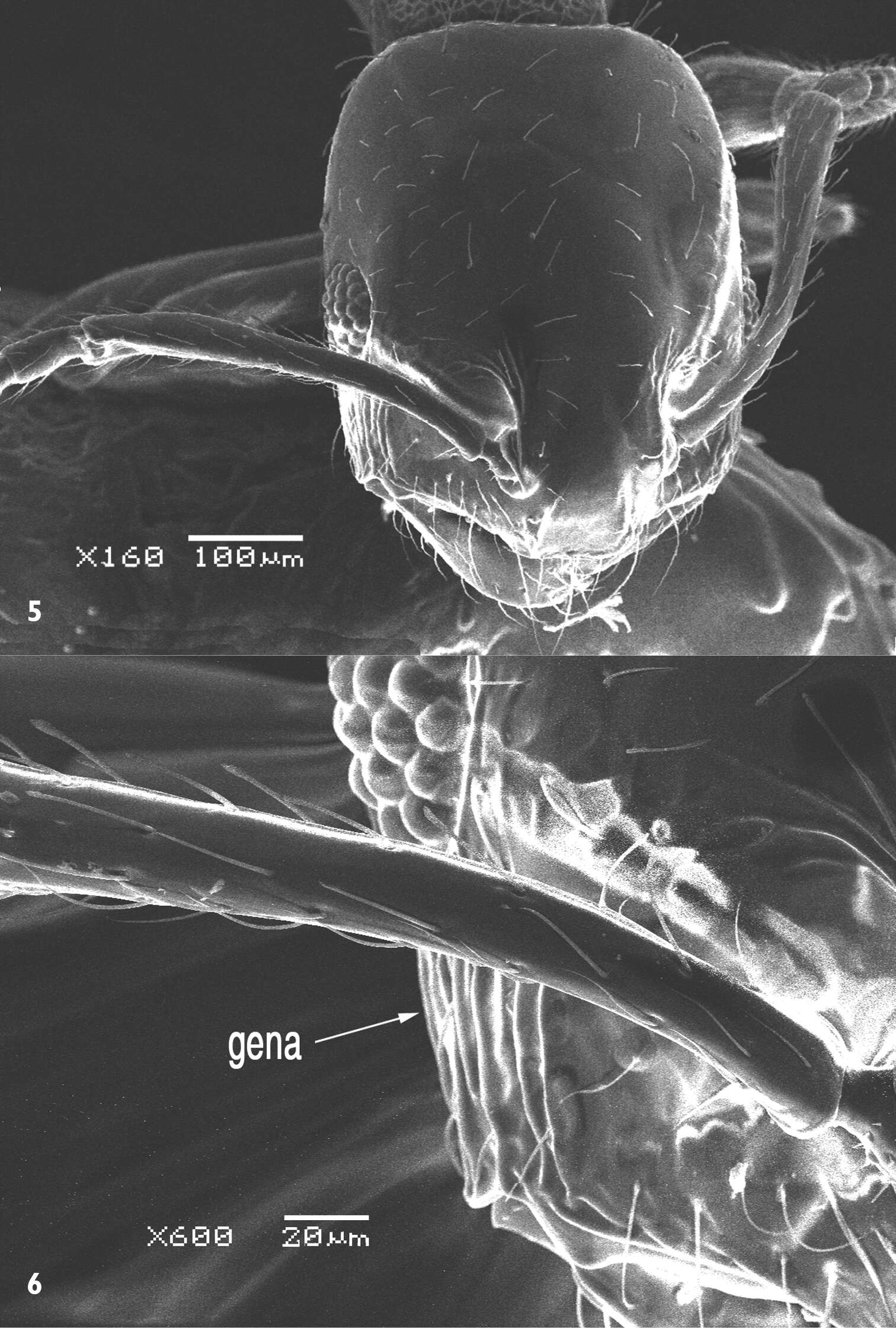 Imagem de Monomorium