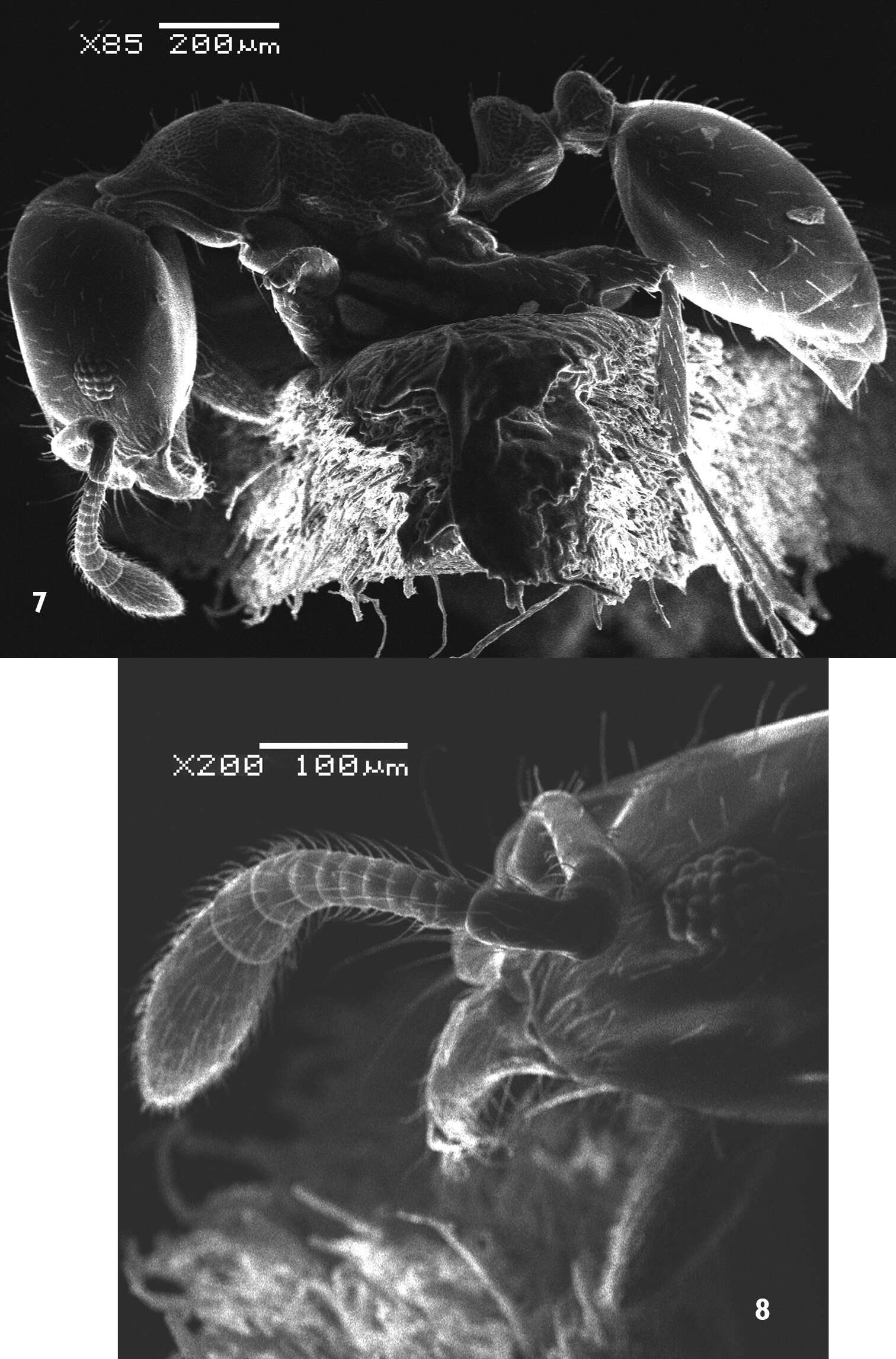 Imagem de Monomorium