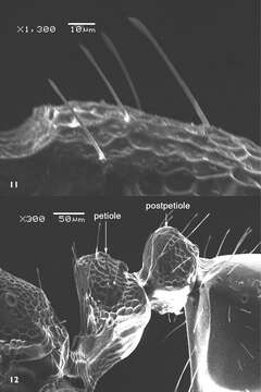 Image of Monomorium