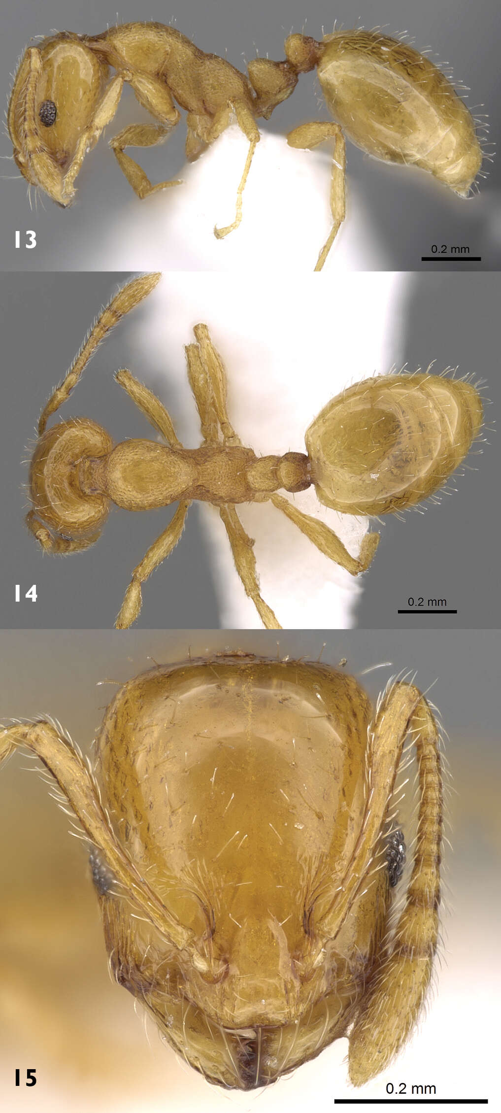 Image of Monomorium