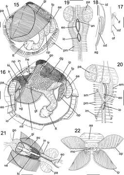 Image of unclassified Bivalvia