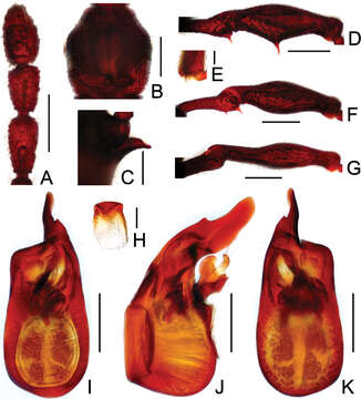 Image of Pselaphodes kuankuoshuiensis Yin, Zi-Wei & Li-Zhen Li 2013