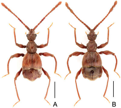 Image of Pselaphodes longilobus Yin, Zi-Wei & Hlaváč 2013