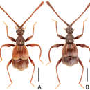 Image of Pselaphodes tianmuensis Yin, Zi-Wei, Li-Zhen Li & Mei-Jun Zhao 2010