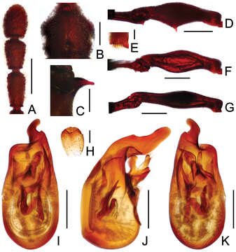 Image of Pselaphodes tianmuensis Yin, Zi-Wei, Li-Zhen Li & Mei-Jun Zhao 2010