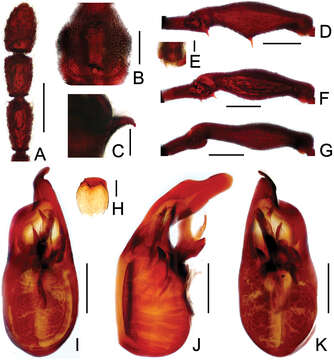 Image of Pselaphodes tiantongensis Yin, Zi-Wei & Li-Zhen Li 2013