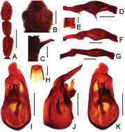 Image of Pselaphodes wrasei Yin, Zi-Wei & Li-Zhen Li 2013