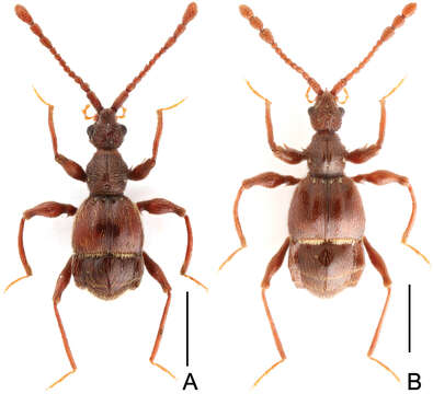 Image of Pselaphodes maoershanus Yin, Zi-Wei & Li-Zhen Li 2012