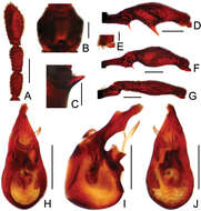 Image of Pselaphodes maoershanus Yin, Zi-Wei & Li-Zhen Li 2012