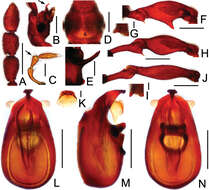 Image of Pselaphodes monoceros Yin, Zi-Wei & Hlaváč 2013