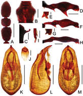 Image of Labomimus