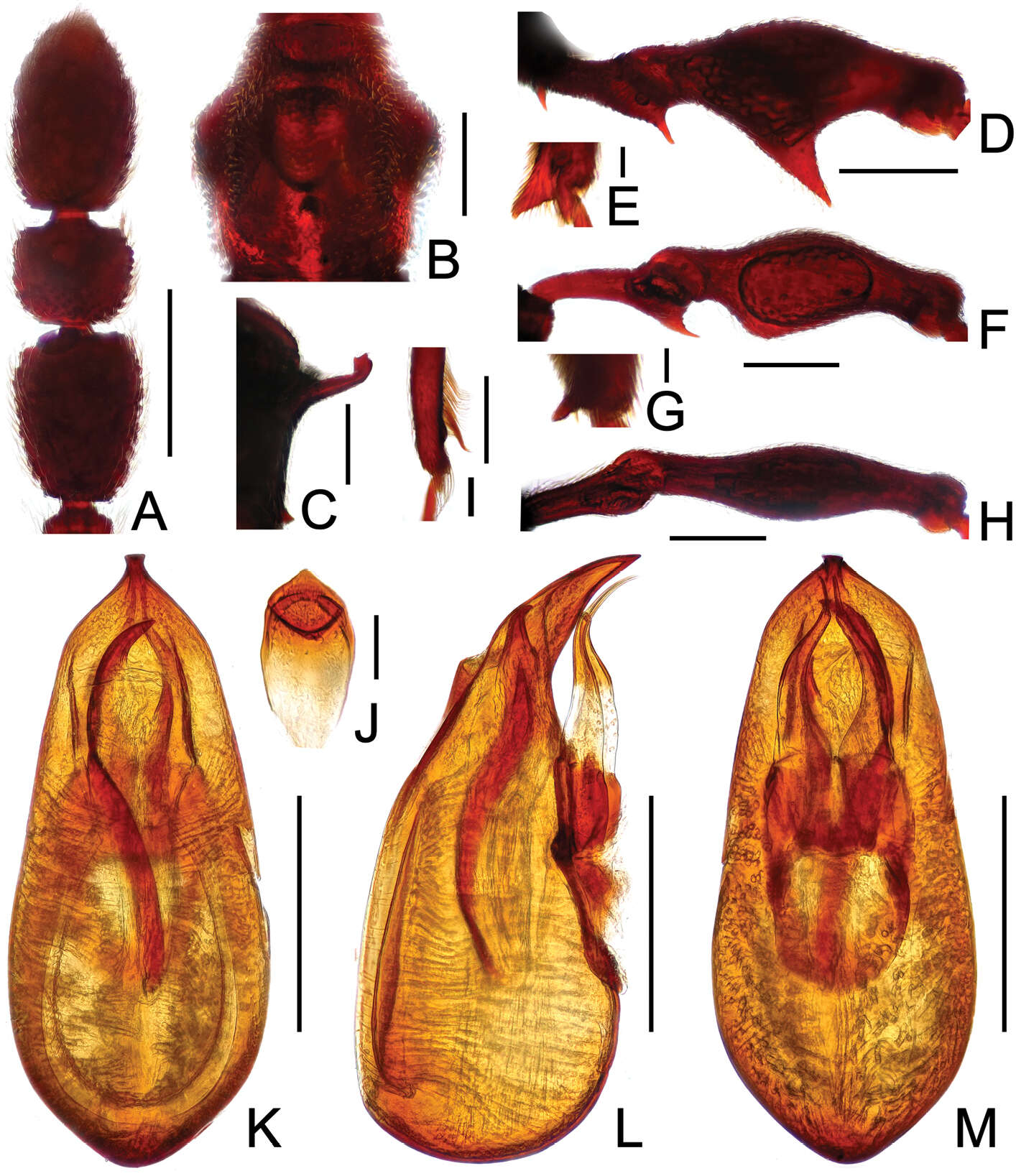 Image of Labomimus