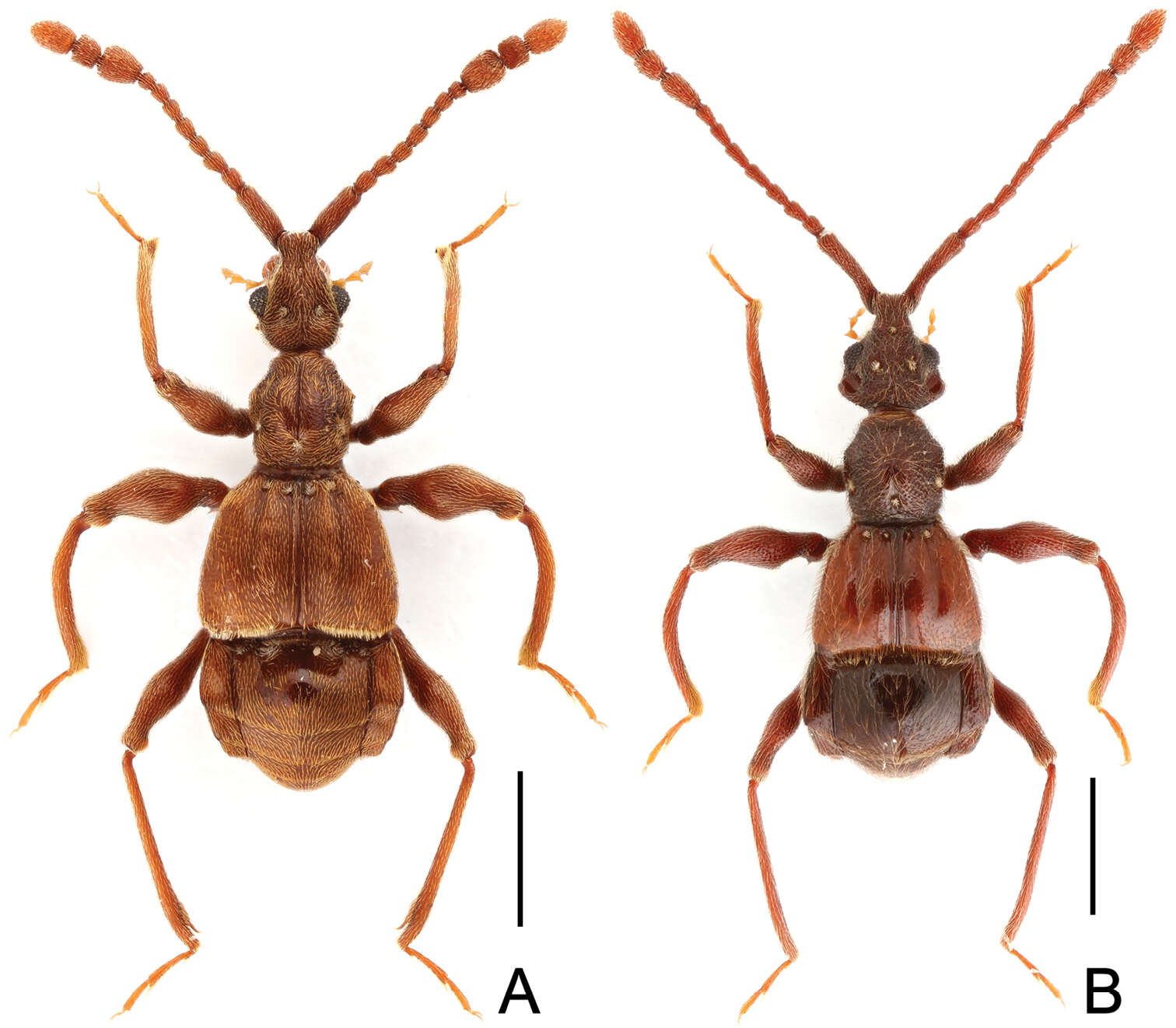 Image of Labomimus jizuensis Yin, Zi-Wei & Hlaváč 2013