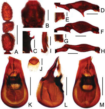 Image of Labomimus jizuensis Yin, Zi-Wei & Hlaváč 2013