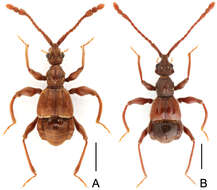 Image of Labomimus sichuanicus Hlaváč, Nomura & Hong-Zhang Zhou 2000